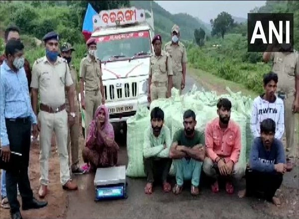 India News | Police Arrest 26 People in Odisha's Gajapati, Seize Ganja Worth Rs  1.5 Crore