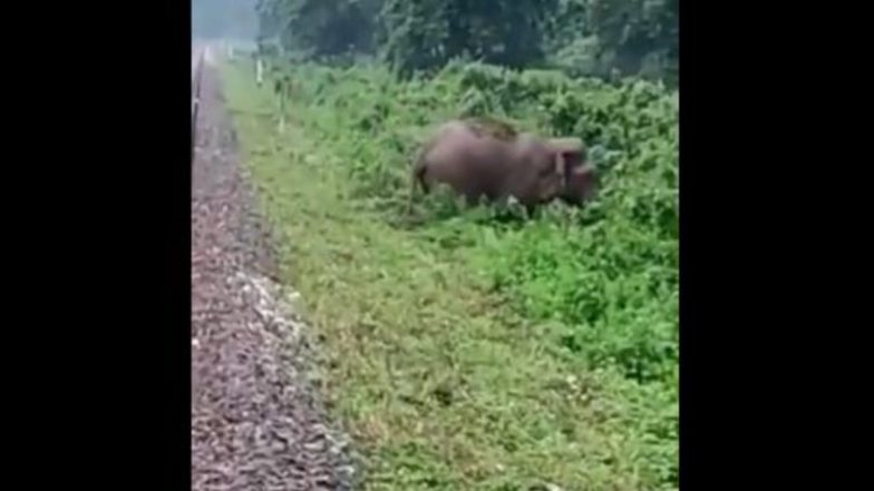 Motorman of Kanchan Kanya Express Train Applies Emergency Brakes in Time To Save Tusker Walking Close to Railway Tracks Between Nagrakata-Chalsa (Watch Video)