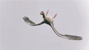Goose Flying Upside Down Photo Goes Viral Again, Here&rsquo;s the Full Story About This &lsquo;Showing-Off&rsquo; Bird