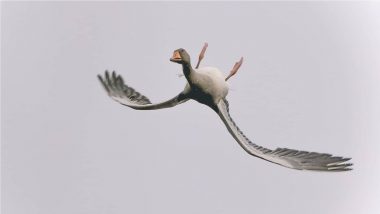 Goose Flying Upside Down Photo Goes Viral Again, Here’s the Full Story About This ‘Showing-Off’ Bird