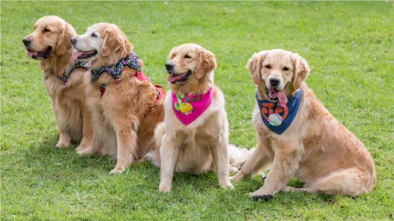 International Dog Day 2021: A Special Occasion to Honour Man's Best Friend