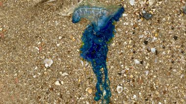 Mumbai: Blue Bottle Jellyfish Spotted At Juhu Beach; Experts Warn People Not To Come in Contact With Venomous Marine Species