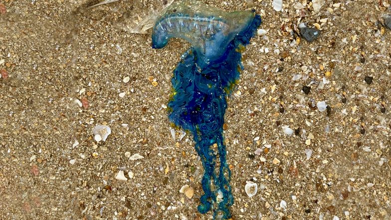 Mumbai: Blue Bottle Jellyfish Spotted At Juhu Beach; Experts Warn People Not To Come in Contact With Venomous Marine Species