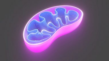 Science News | Scientists Explore How a Parkinson's Disease-linked Protein Attacks Mitochondria