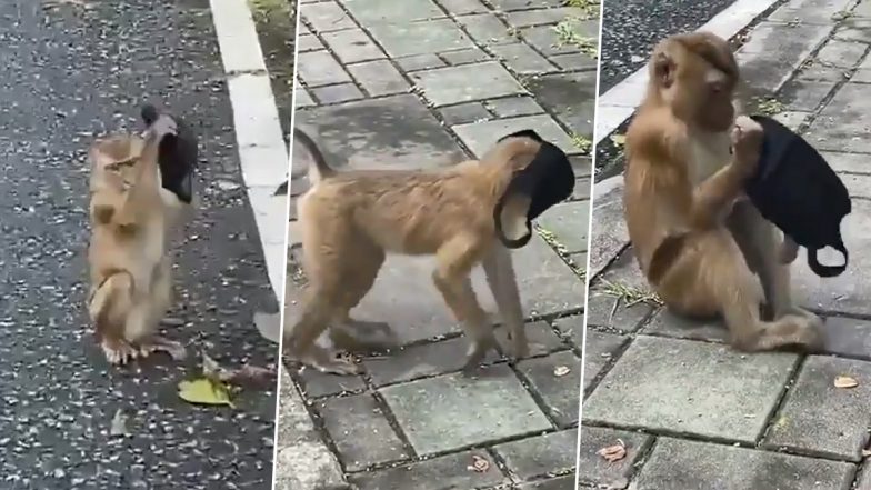 Animal Porn Video Picture Dikha Ye - Video Of Monkey Wearing A Mask And Roaming Around Goes Viral, Watch | ðŸ‘  LatestLY