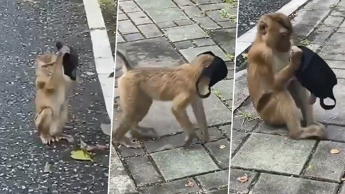 amateur video woman monkey bestiality Sex Pics Hd