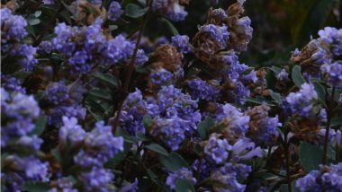 Neelakurinji Blooms: Things To Know About Rare Blue Flowers That Blossom After 12 Years