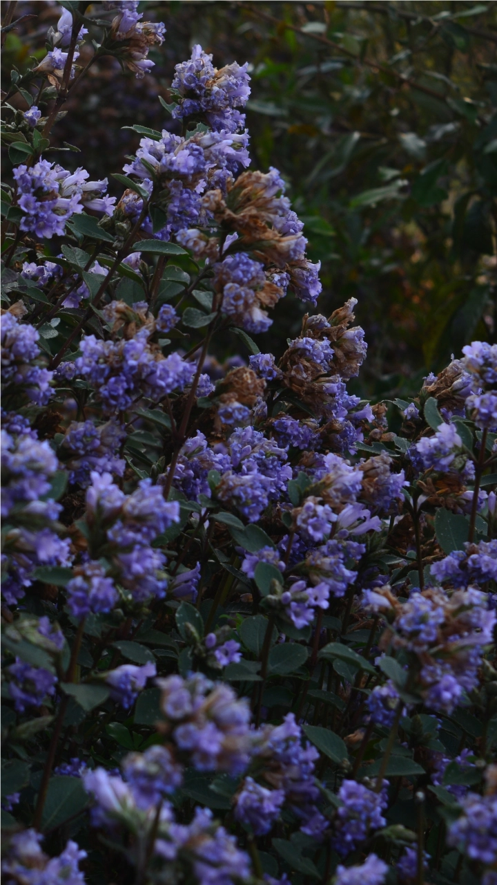 Neelakurinji Blooms: Things To Know About Rare Blue Flowers That Blossom After 12 Years