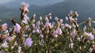 Neelakurinji Flowers Blossom in Idukki's Shantanpara Shalom Hills After 12 Years