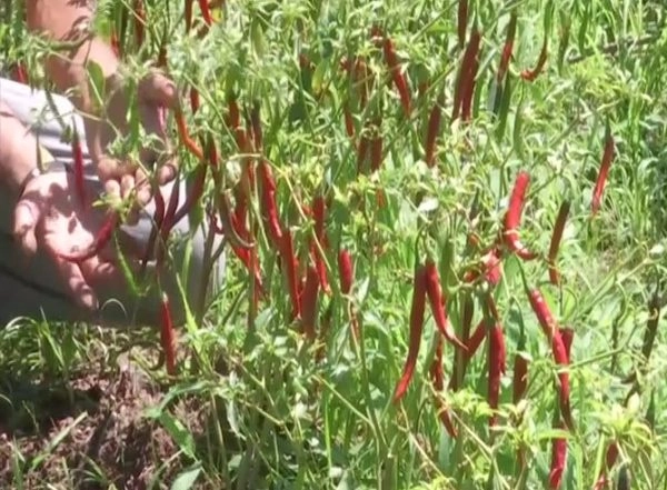 India News | Farmers in Remote Villages of J-K's Rajouri Take Up Organic Farming, Boost Income