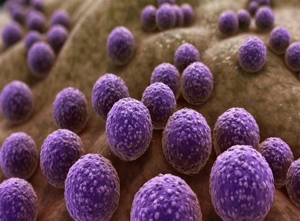 Science News | Study Sheds Light on How Microbiome Bacteria Adapt to Humans Via Transmission