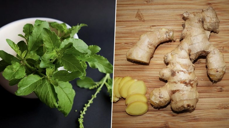 Best Home Remedies: From Tulsi to Ginger To Cardamom, Take These Ancient Herbs To Bid Adieu To Monsoon-Induced Flu