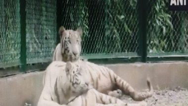 India News | Surat Zoo Gets Pair of White Tigers from Rajkot Under Animal Exchange Programme