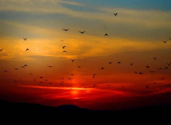 Science News | Study Shows Flocking Birds, Schooling Fish, Other Collective Movements Can Stabilize Ecosystems
