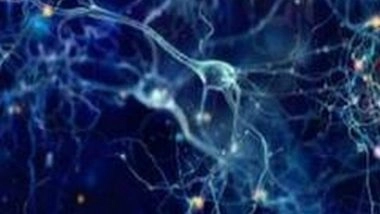 Science News | Nearly All Primary Touch-sensitive Neurons Respond to Most Information Available: Study