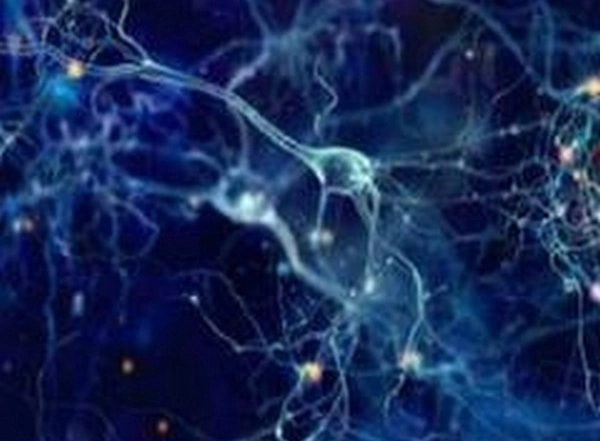Science News | Nearly All Primary Touch-sensitive Neurons Respond to Most Information Available: Study