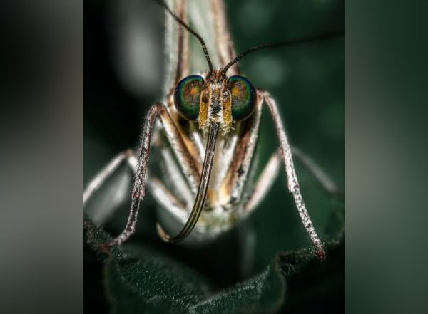 Science News | Researchers Determine How Malaria Parasite Defends Itself from Fever