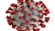 Health News | Antibody Protects Against Broad Range of COVID-19 Virus Variants, Study Finds