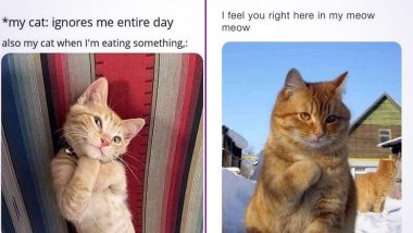 International Cat Day 2021 Funny Memes and Jokes: Hilarious Posts You Can Share with You Feline Obsessed Friends