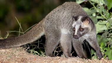 Three Poachers Arrested for Allegedly Killing Palm Civet Cats of Dudhwa Tiger Reserve in UP