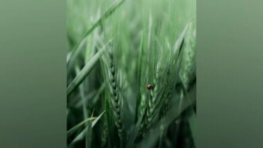 Science News | Researchers Protect Crops from Insects Using 'smell of Fear'