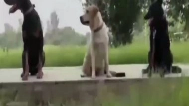 India News | How Maya, Bobby, Roobi Guarded Indian Embassy in Kabul