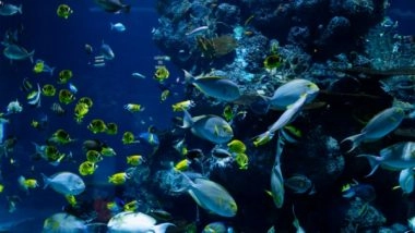 Science News | Ecosystems Can Be Stabilised by Collective Movements of Flocking Birds, Schooling Fish