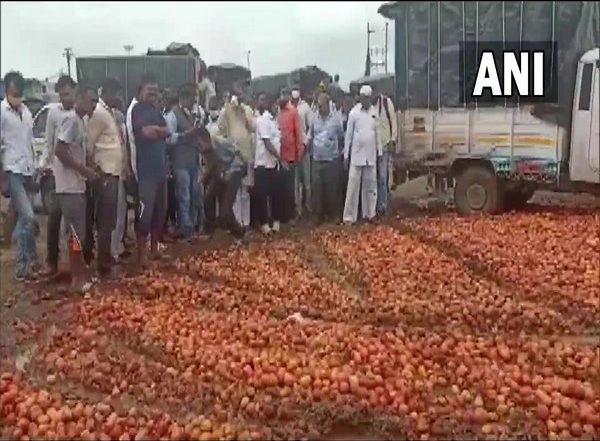 India News | Maharashtra Farmers Dump Tomatoes on Roadside as Prices of Produce Crash