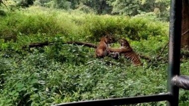 Tiger Fight at Nagarahole National Park and Tiger Reserve in Karnataka Captured on Video, Goes Viral