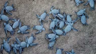 Science News | Study Suggests Baby Marine Turtles' Stomachs Are Full of Harmful Plastic Debris