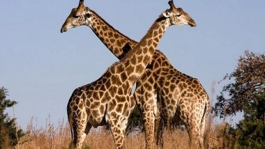 Science News | Study Suggest Giraffes Are Highly Socially Complex Species