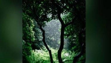 Science News | Researchers Invent Indicator to Monitor World's Rainforests