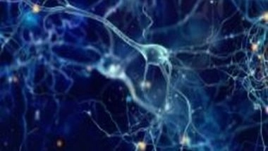 Science News | Study Finds Touch-sensitive Neurons Respond to Most Information Available