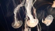 Science News | Venom Contributed to Formation of New Species of Insects, Fishes: Study