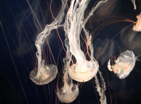 Science News | Venom Contributed to Formation of New Species of Insects, Fishes: Study