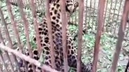 Leopard Rescued From Jalan Tea Estate Under Dibrugarh Range in Assam