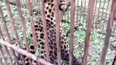 Cattle Lifter Leopard Trapped by Wildlife Protection Department in Jammu and Kashmir’s Ganderbal District