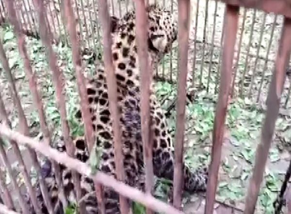 Leopard Rescued From Jalan Tea Estate Under Dibrugarh Range in Assam