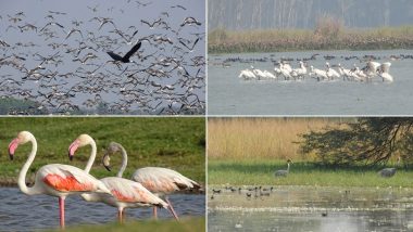 Gujarat's Thol, Wadhwana and Haryana's  Sultanpur, Bhindawas Added to Ramsar List as Wetlands of International Importance