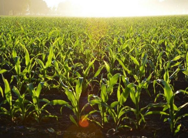 Science News | New Enzyme That Infects Plants Identified, Paving Way for Potential Disease Prevention, Says New Study