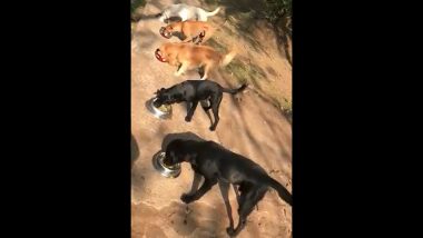 Ravi Shastri is Missing his Pet Dogs, Shares a Video of Them Grabbing Their Lunch (See Post)