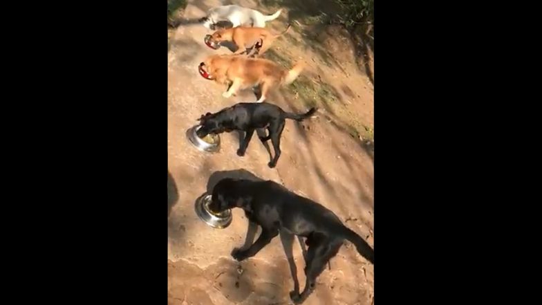 Ravi Shastri is Missing his Pet Dogs, Shares a Video of Them Grabbing Their Lunch (See Post)