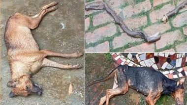 Pet Dogs Sheroo And Coco Fight Snake for Almost Two Hours, Prove They Are Their Master's Best Friends