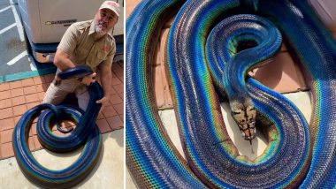 Viral Video of Colourful Rainbow Reticulated Python Will Leave You Amazed; WATCH