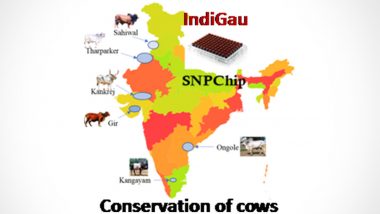 IndiGau, India's First Cattle Genomic Chip For Conservation of Indigenous Cattle Breeds Launched