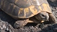 Rare Hermann&rsquo;s Tortoise Needs Saving From Wildfires, And Conservationists in South France Are Happy to Help! Watch Video for Interesting Facts