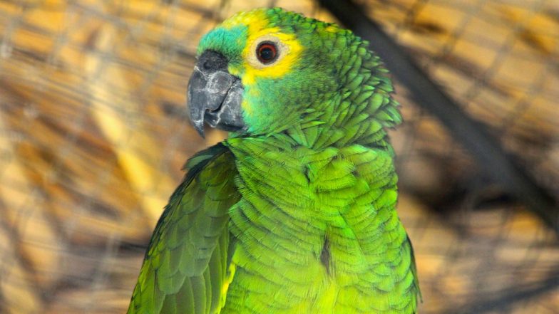 Lost Amazon Parrot Makes Maintenance Office of Gurugram’s Godrej Summit Society Its Temporary Home, Gives Company To Employees