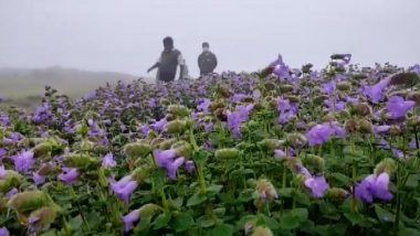 Neelakurinji Flowers Bloom After 12 Years at Mandalapatti Hill in Karnataka, View Stunning Pics