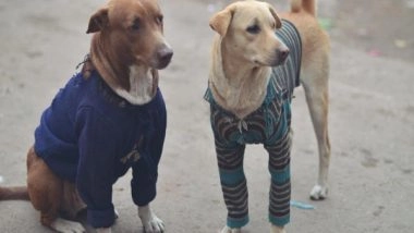 India News | Almost 300 Stray Dogs Killed with Poisonous Injections in West Godavari of Andhra Pradesh