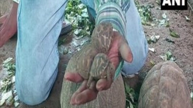 India News | Gujarat Forest Dept Recovers 14 Star Tortoises from House in Vadodara